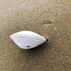 Close-up of seashell on sand at beach