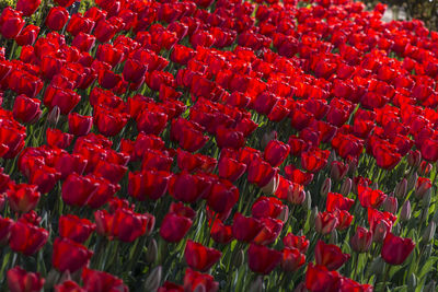 Full frame shot of red tulip