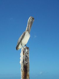 Low angle view of pelican perching