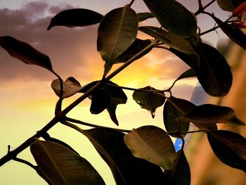 Low angle view of leaves against sky