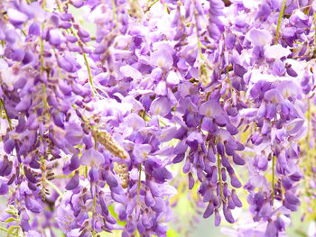 Close-up of purple flowering plants