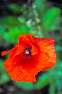 Close-up of orange poppy