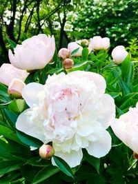 Close-up of white flowering plant