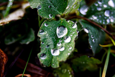Close-up of wet plant leaves during rainy season