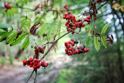 Red berries growing on tree