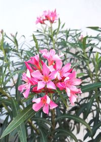 Close-up of pink flowering plant