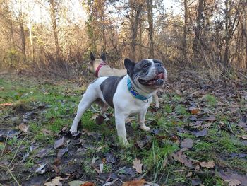 Dog in forest