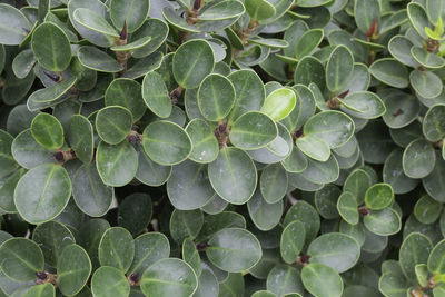 Full frame shot of fresh green leaves