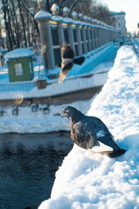 Seagull perching on a snow