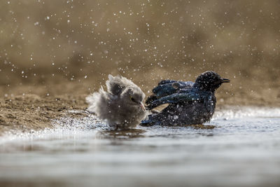 Close-up of bird in lake