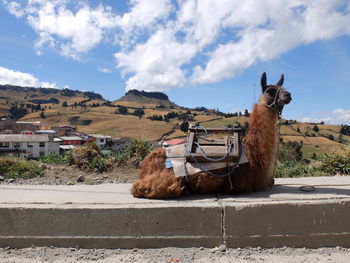 Side view of an animal on landscape