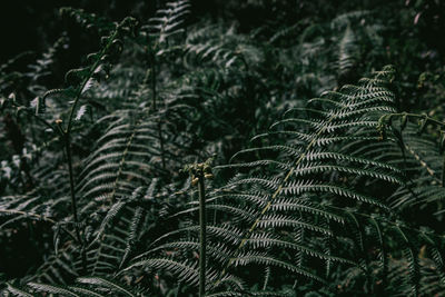 Close-up of fern leaves