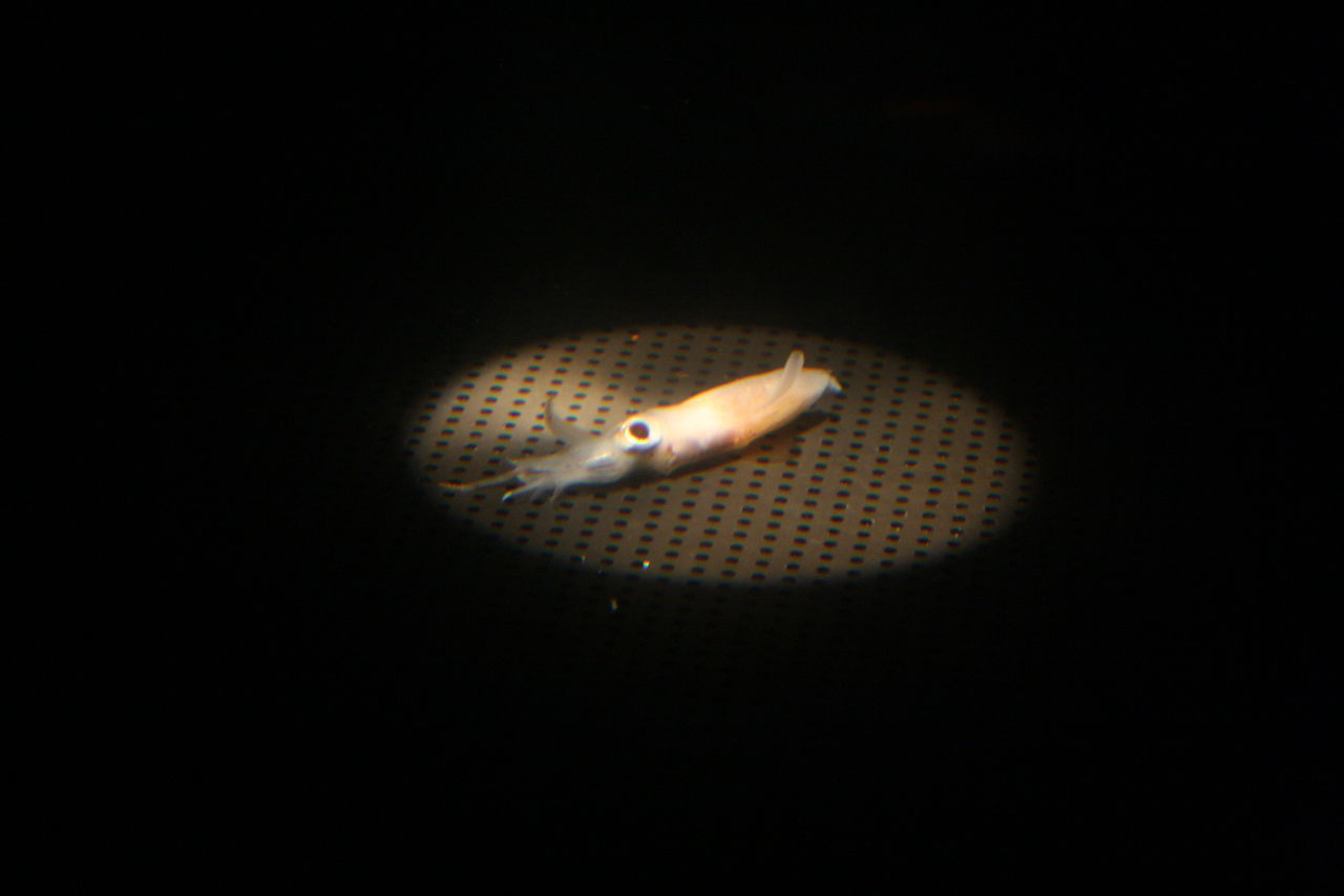 HIGH ANGLE VIEW OF ILLUMINATED LIGHT BULB IN DARKROOM