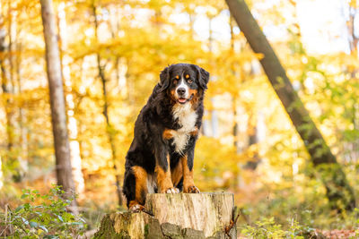 Dog looking away in forest