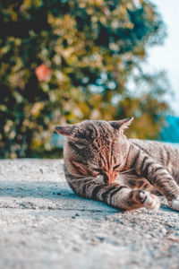 Close-up of a cat resting