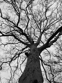 Low angle view of bare trees against sky