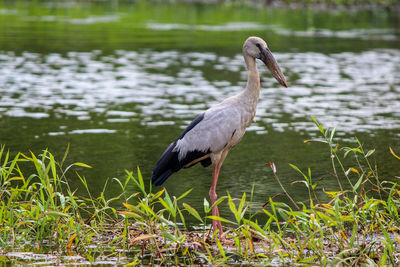 View of a bird on lakeshore