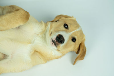 Close-up of a dog over white background