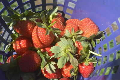 Close-up of strawberries in basket