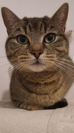 Close-up portrait of tabby cat
