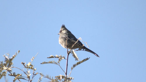 Low angle view of birds against clear sky