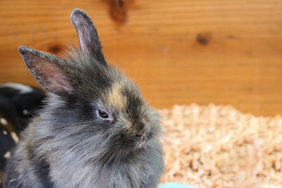 Close-up of a rabbit