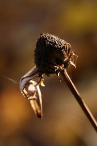 Close-up of insect on flower