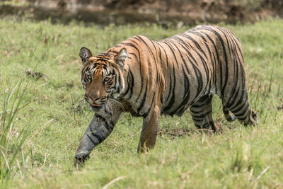 Tiger walking in the wild