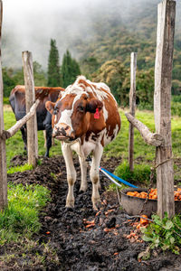 Horse standing on field