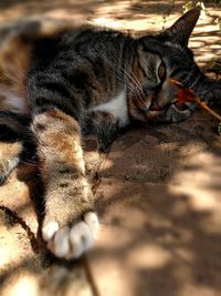 Close-up of cat relaxing outdoors