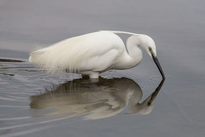 High angle view of little egret with reflection in lake