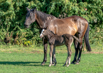 Horses standing in a farm