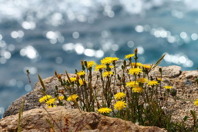 Close-up of yellow flowering plant by rock against sea