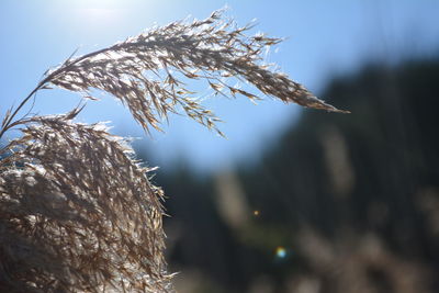 Close-up of plant against sky