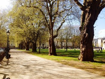 Trees in park