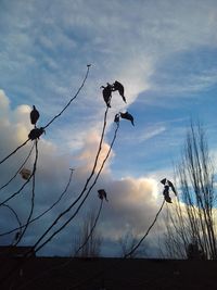 Low angle view of silhouette birds against sky