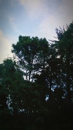 Low angle view of trees against sky