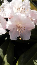 Close-up of flowers