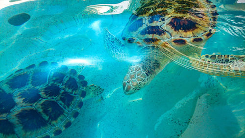 Close-up of turtles swimming in sea