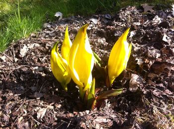 High angle view of yellow crocus on field