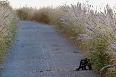 Grass on beach by road