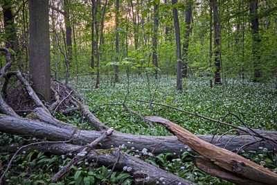 Fallen tree in forest