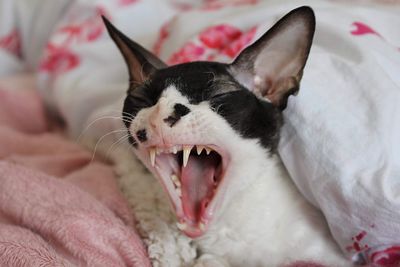 Cornish rex cat yawning 