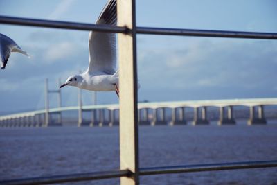 Seagull flying over sea against sky