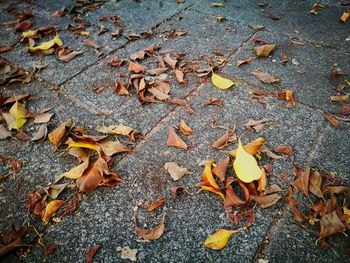 High angle view of fallen maple leaves