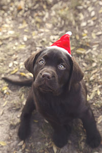 High angle view of dog looking up