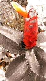 Close-up of red rose