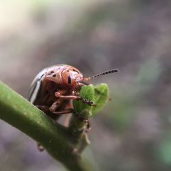 Close-up of june beetle eating leaf