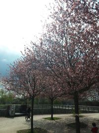 Trees against sky