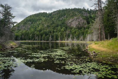 Scenic view of lake in forest against sky